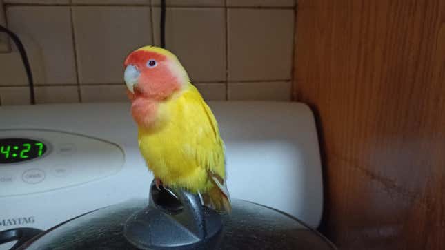 Mango is seen perched on a pot lid sitting on a stove.